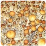 Псилоцибиновые (галлюциногенные)  грибы Psilocybin "Golden Teacher" в Островном