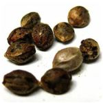 Семена марихуаны АК-47  (Seeds AK-47) в Островном
